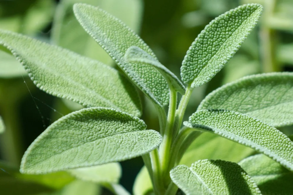 Nahaufnahme von Salbeiblättern